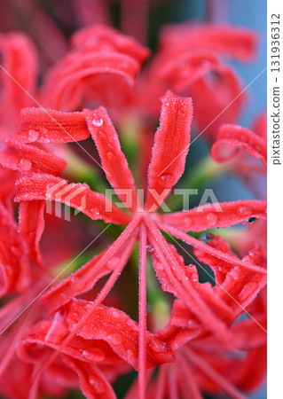 Red spider lily blooming Red spider lily blooming 131936312