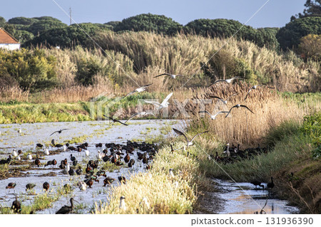 Glossy ibis, Plegadis falcinellus and seagulls at Porto Palafita da Carrasqueira in Portugal 131936390