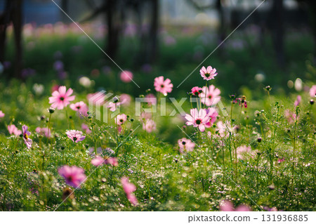 A beautiful field of pink and white daisies blossoms under a blue summer sky A beautiful field of pink and white daisies blossoms under a blue summer sky 131936885