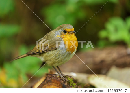 little bird perching on branch on green background. European robin. Erithacus rubecula 131937047