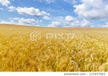 Field of ripening rye in summer day. Landscape with rye field Field of ripening rye in summer day. Landscape with rye field 131937065