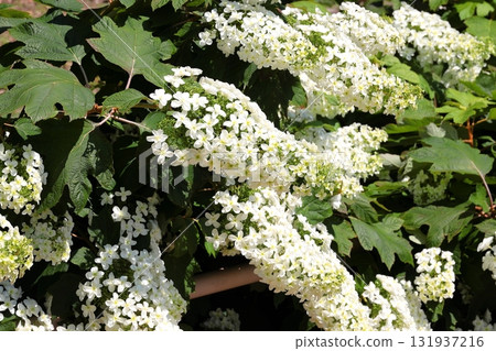 Hydrangeas in full bloom Oak-leaf hydrangeas Hydrangeas in full bloom Oak-leaf hydrangeas 131937216