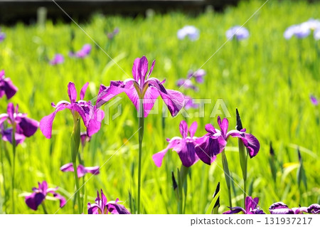 花虹膜花信 花虹膜花信 131937217