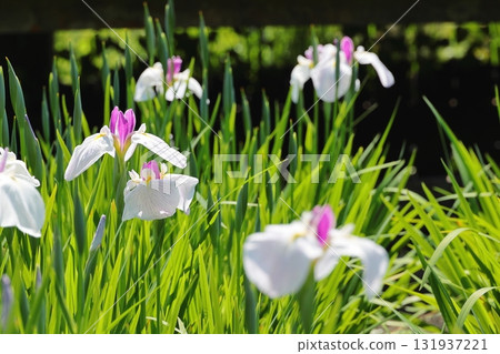 Flower iris Hanashobu 131937221