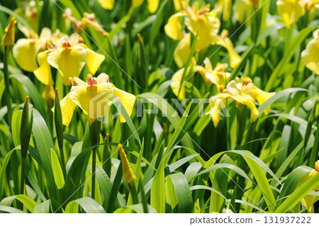 Flower iris Hanashobu Flower iris Hanashobu 131937222