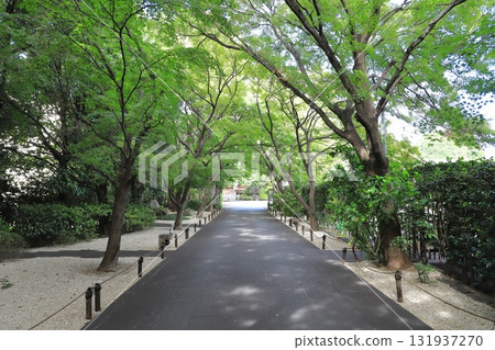 高圓寺:東京都杉併區高圓寺,綠樹環繞的參拜道路 高圓寺:東京都杉併區高圓寺,綠樹環繞的參拜道路 131937270