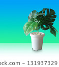 Front view green leafy trees in white plastic pot on white floor, gradient blue and green wall background, nature, object, decor, fashion, copy space 131937329
