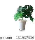 Front view green leafy trees in white plastic pot on white floor, white background, nature, object, decor, fashion, copy space 131937330