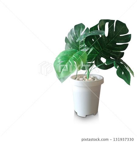 Front view green leafy trees in white plastic pot on white floor, white background, nature, object, decor, fashion, copy space 131937330