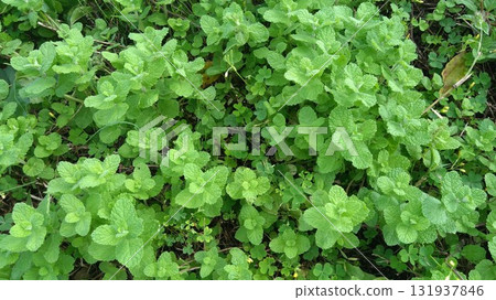 薄荷塊是烘焙的必備品 131937846