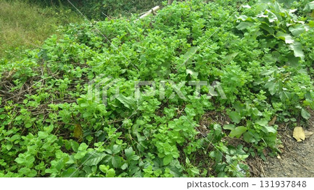路邊薄荷的自然栽培 路邊薄荷的自然栽培 131937848