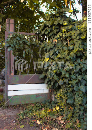 Ivy leaves on metal fence and gate. Vivid ivy foliage. Natural decoration of mesh fence in garden. Nature in details. Green ivy in old garden. Environment and ecology concept. Village street. 131937933