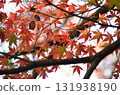 Autumn leaves [Former Furukawa Gardens] 131938190
