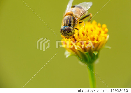 A slender-headed fly sucking nectar from a burdock flower A slender-headed fly sucking nectar from a burdock flower 131938480