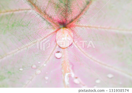 Caladium, Caladium Bicolor Vent or Caladium bicolor or pink and green leaf and rain droplet 131938574
