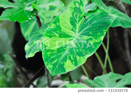 Colocasia esculenta midori sour, Colocasia ,midori sour or Colocasia plant or bicolor Colocasia Colocasia esculenta midori sour, Colocasia ,midori sour or Colocasia plant or bicolor Colocasia 131938576