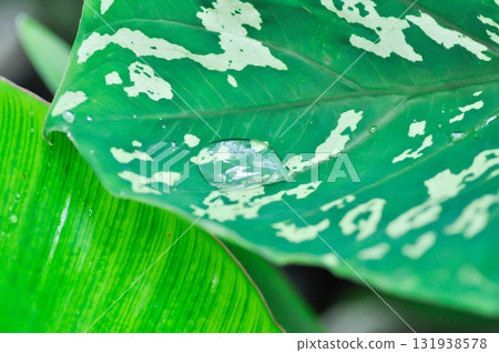 Colocasia Esculenta Hilo Beauty,Colocasia or Esculenta Hilo or Colocasia bicolor and rain droplet 131938578