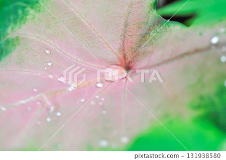 Caladium, Caladium Bicolor Vent or Caladium bicolor or pink and green leaf and rain droplet 131938580