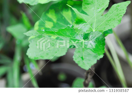 Ficus carica, fig or common fig plant or fig leaf and rain droplet 131938587
