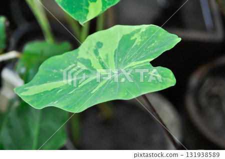 Colocasia esculenta, Lemon Lime Gecko or Colocasia or bicolor colocasia Colocasia esculenta, Lemon Lime Gecko or Colocasia or bicolor colocasia 131938589