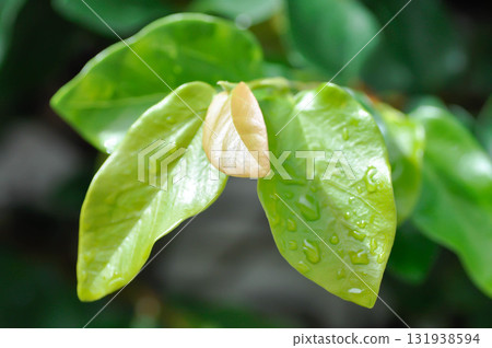 ficus pumila or climbing fig or MORACEAE and rain droplet ficus pumila or climbing fig or MORACEAE and rain droplet 131938594