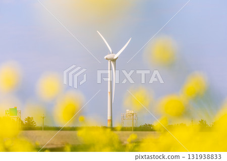 Golden sea of flowers under the wind turbines on the seaside 131938833