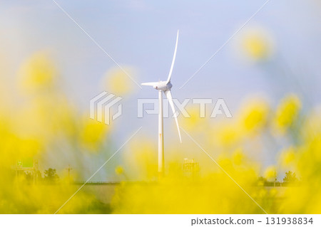 Golden sea of flowers under the wind turbines on the seaside 131938834