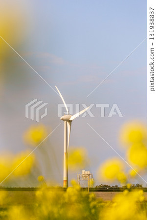 Golden sea of flowers under the wind turbines on the seaside Golden sea of flowers under the wind turbines on the seaside 131938837