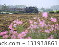 Mooka Railway "Steam Locomotive Mooka running in the pouring rain" with cosmos in the foreground 131938861