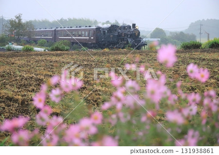 Mooka Railway "Steam Locomotive Mooka running in the pouring rain" with cosmos in the foreground 131938861