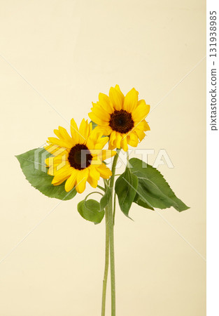 向日葵 131938985