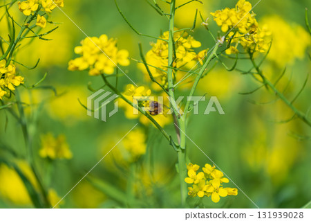 Large rapeseed fields in Taiwan's rural areas 131939028