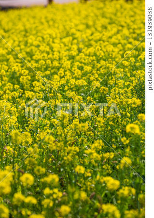Large rapeseed fields in Taiwan's rural areas 131939038