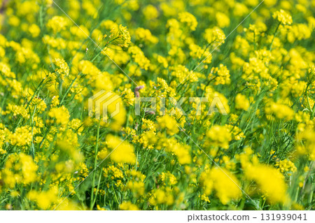 Large rapeseed fields in Taiwan's rural areas Large rapeseed fields in Taiwan's rural areas 131939041
