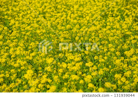 Large rapeseed fields in Taiwan's rural areas 131939044