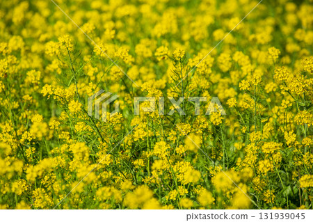 台灣鄉村田野間大片的油菜花田 131939045
