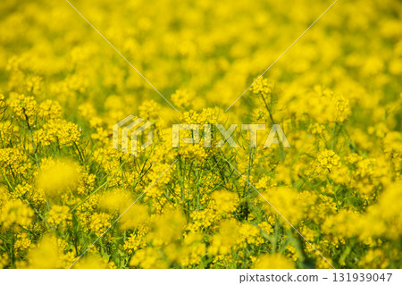 Large rapeseed fields in Taiwan's rural areas 131939047