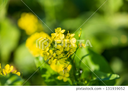 Large rapeseed fields in Taiwan's rural areas Large rapeseed fields in Taiwan's rural areas 131939052