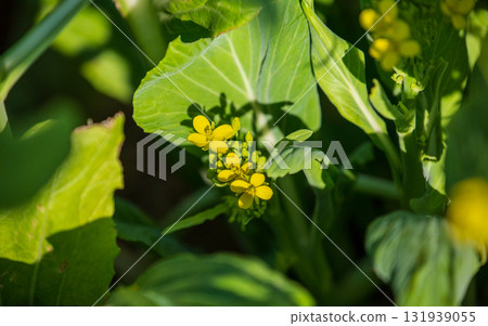 Large rapeseed fields in Taiwan's rural areas 131939055