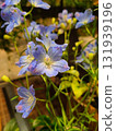 Speaking of wedding flowers, blue flowers/delphinium 131939196