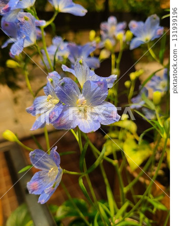 Speaking of wedding flowers, blue flowers/delphinium Speaking of wedding flowers, blue flowers/delphinium 131939196