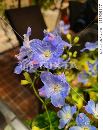 Something blue is delphinium Something blue is delphinium 131939197