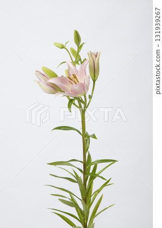 洛杉磯百合粉紅 131939267
