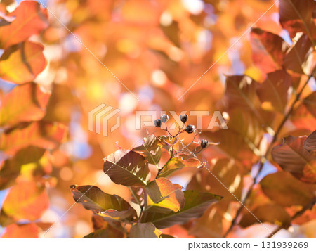 Autumnal leaves and fruits of crape myrtle Autumnal leaves and fruits of crape myrtle 131939269