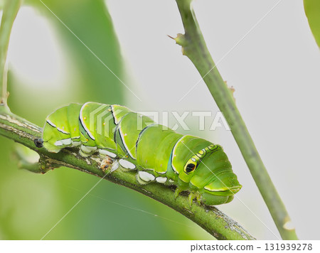 幼蟲在柚子樹枝上休息 幼蟲在柚子樹枝上休息 131939278