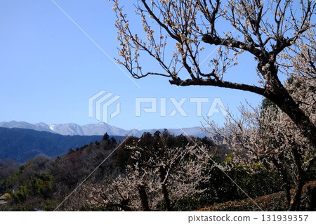 White plum blossoms and the Tanzawa mountains [Tsukui, Sagamihara City, March] 131939357