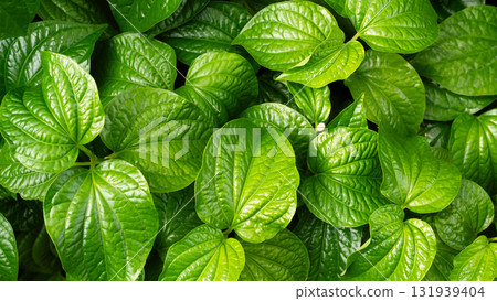 Piper Sarmentosum,Wildbetal leafbush Texture Pattern Background Green Leaves Garden Growth, Vegatable Indredient Raw Food Herb Thailand Asian Plant Summer Tropical, Backdrop Organic Natural Eco. Piper Sarmentosum,Wildbetal leafbush Texture Pattern Background Green Leaves Garden Growth, Vegatable Indredient Raw Food Herb Thailand Asian Plant Summer Tropical, Backdrop Organic Natural Eco. 131939404