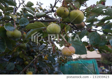 柿子堅果 131939423