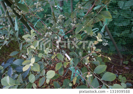 blueberry blueberry 131939588