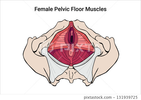 Anatomy of Female Pelvic Floor Muscles. Crotch anatomy, Weakness anatomy and reproductive system the training for constipation. Medical illustration 131939725